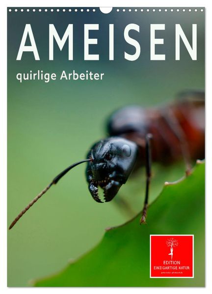 Ameisen quirlige Arbeiter (Wandkalender 2026 DIN A3 hoch) CALVENDO Monatskalender