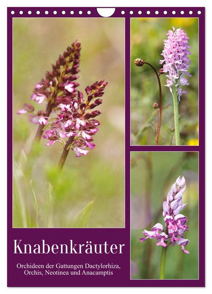 Knabenkräuter (Wandkalender 2026 DIN A4 hoch) CALVENDO Monatskalender