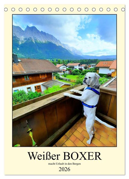 Weißer BOXER im Urlaub (Tischkalender 2026 DIN A5 hoch) CALVENDO Monatskalender