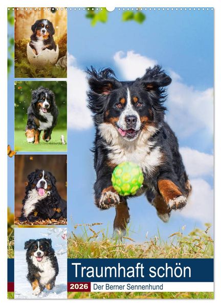 Traumhaft schön - Der Berner Sennenhund (Wandkalender 2026 DIN A2 hoch) CALVENDO Monatskalender