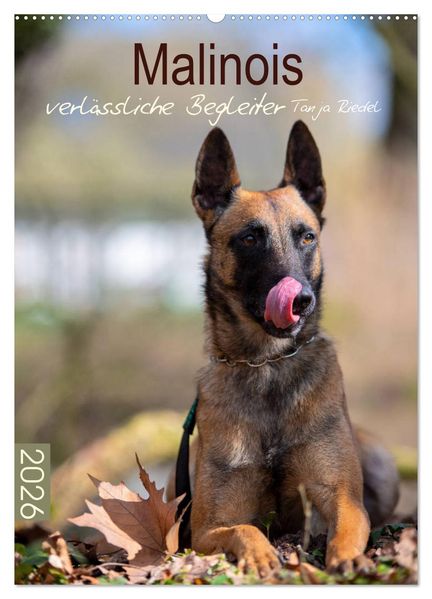Malinois verlässliche Begleiter (Wandkalender 2026 DIN A2 hoch) CALVENDO Monatskalender