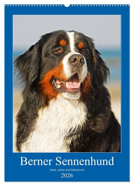 Berner Sennenhund - stark schön und liebenswert (Wandkalender 2026 DIN A2 hoch) CALVENDO Monatskalender