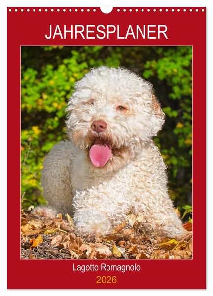 Jahresplaner Lagotto Romagnolo (Wandkalender 2026 DIN A3 hoch) CALVENDO Monatskalender