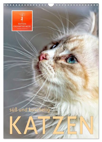 Katzen - süß und kuschelig (Wandkalender 2026 DIN A3 hoch) CALVENDO Monatskalender