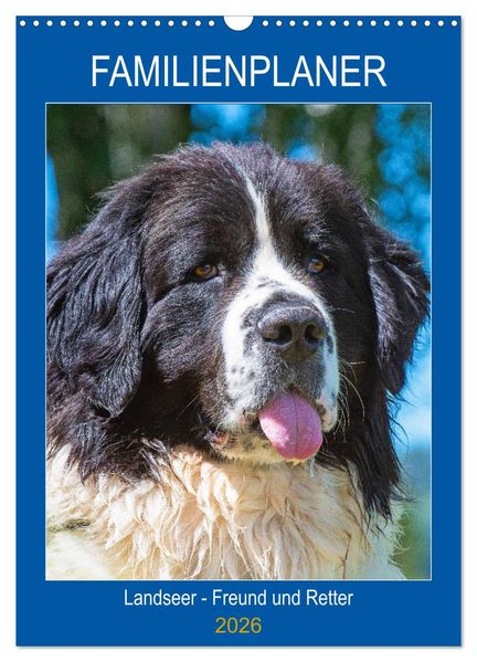 Familienplaner Landseer - Freund und Retter (Wandkalender 2026 DIN A3 hoch) CALVENDO Monatskalender