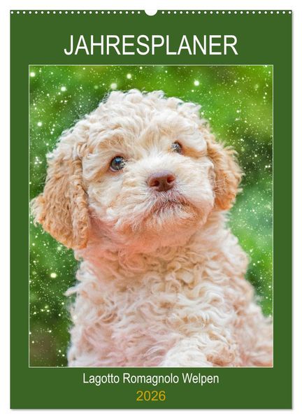Jahresplaner Lagotto Romagnolo Welpen (Wandkalender 2026 DIN A2 hoch) CALVENDO Monatskalender