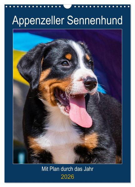 Appenzeller Sennenhund - Mit Plan durch das Jahr (Wandkalender 2026 DIN A3 hoch) CALVENDO Monatskalender