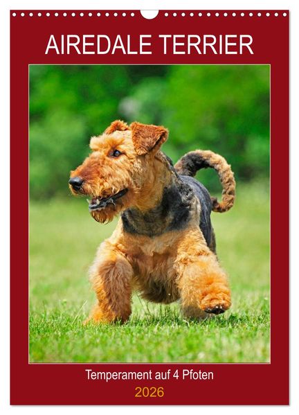 Airedale Terrier - Temperament auf 4 Pfoten (Wandkalender 2026 DIN A3 hoch) CALVENDO Monatskalender