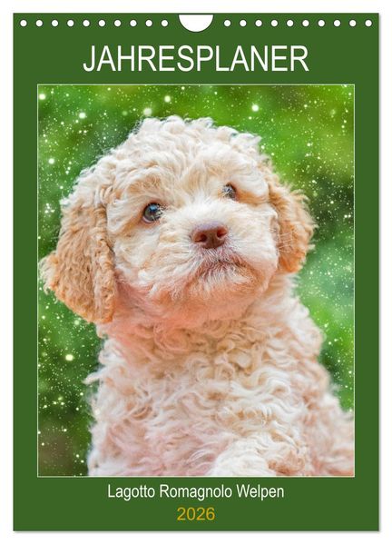 Jahresplaner Lagotto Romagnolo Welpen (Wandkalender 2026 DIN A4 hoch) CALVENDO Monatskalender