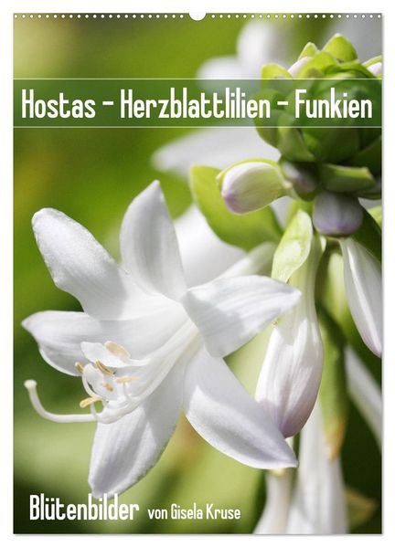 Hostas Herzblattlilien Funkien (Wandkalender 2026 DIN A2 hoch) CALVENDO Monatskalender