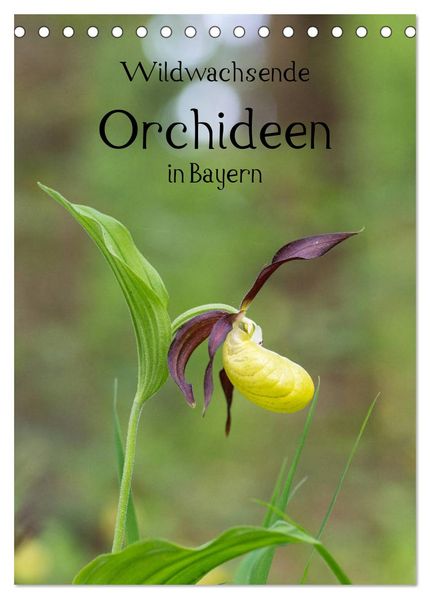 Wildwachsende Orchideen in Bayern (Tischkalender 2026 DIN A5 hoch) CALVENDO Monatskalender