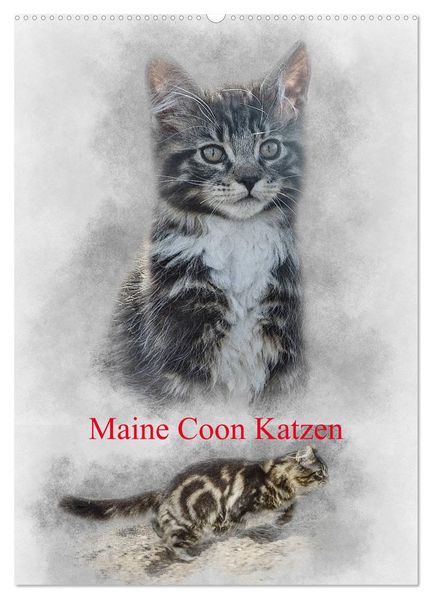 Maine Coon Katzen (Wandkalender 2026 DIN A2 hoch) CALVENDO Monatskalender