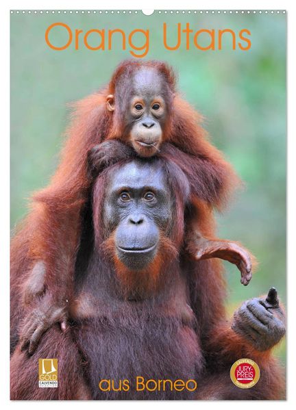 Orang Utans aus Borneo (Wandkalender 2026 DIN A2 hoch) CALVENDO Monatskalender