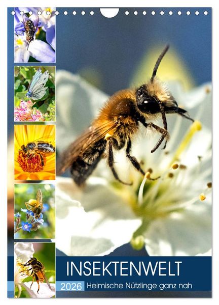 INSEKTENWELT - Heimische Nützlinge ganz nah (Wandkalender 2026 DIN A4 hoch) CALVENDO Monatskalender
