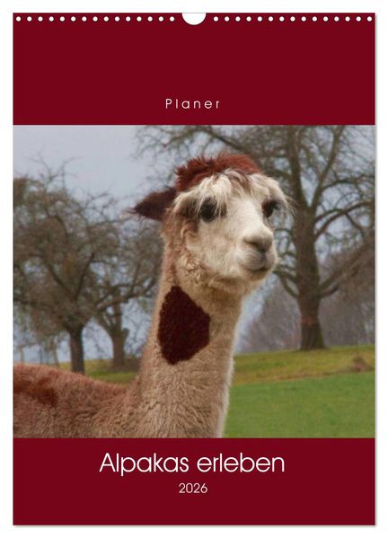 Alpakas erleben (Wandkalender 2026 DIN A3 hoch) CALVENDO Monatskalender