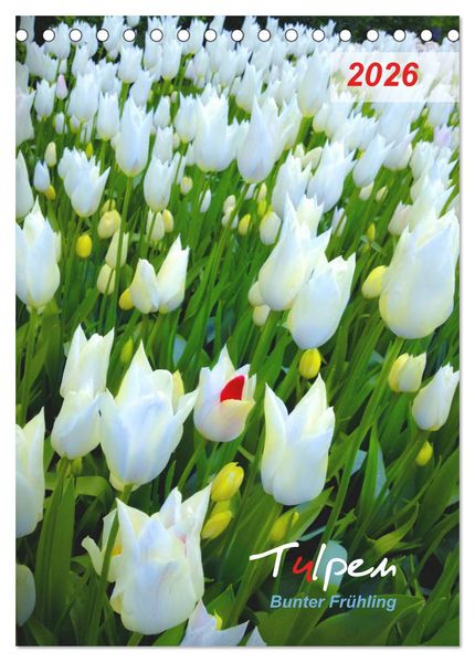 Tulpen. Bunter Frühling (Tischkalender 2026 DIN A5 hoch) CALVENDO Monatskalender