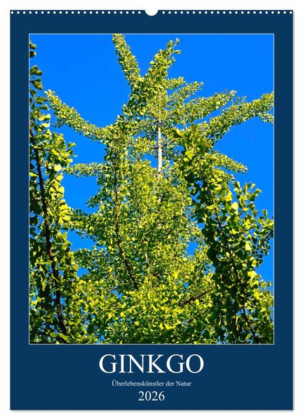Ginkgo (Wandkalender 2026 DIN A2 hoch) CALVENDO Monatskalender