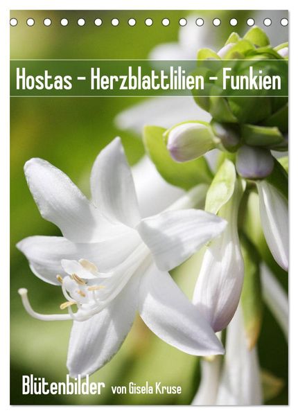 Hostas Herzblattlilien Funkien (Tischkalender 2026 DIN A5 hoch) CALVENDO Monatskalender