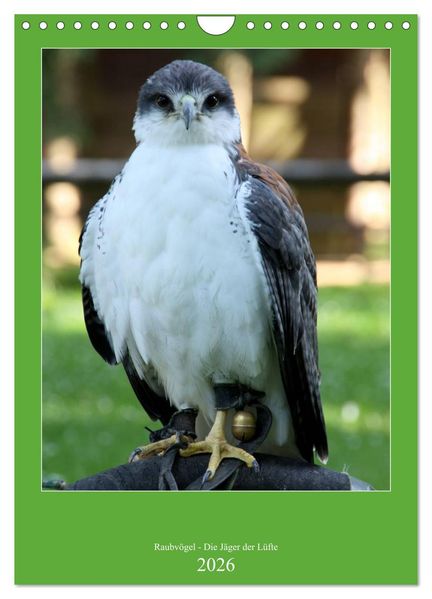 Raubvögel - Die Jäger der Lüfte (Wandkalender 2026 DIN A4 hoch) CALVENDO Monatskalender