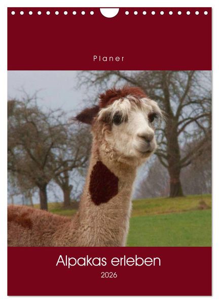 Alpakas erleben (Wandkalender 2026 DIN A4 hoch) CALVENDO Monatskalender