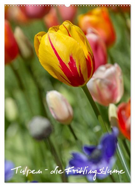 Tulpen - die Frühlingsblume (Wandkalender 2026 DIN A2 hoch) CALVENDO Monatskalender