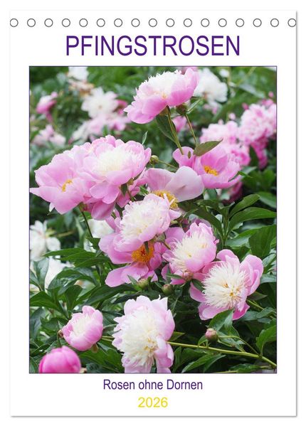 Pfingstrosen Rosen ohne Dornen (Tischkalender 2026 DIN A5 hoch) CALVENDO Monatskalender