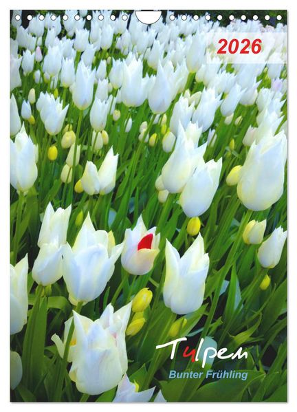 Tulpen. Bunter Frühling (Wandkalender 2026 DIN A4 hoch) CALVENDO Monatskalender