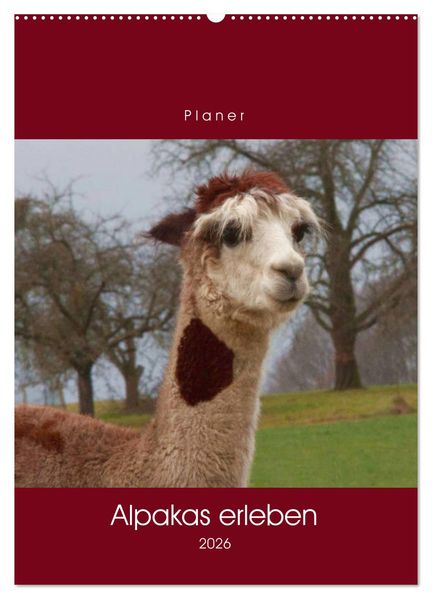 Alpakas erleben (Wandkalender 2026 DIN A2 hoch) CALVENDO Monatskalender