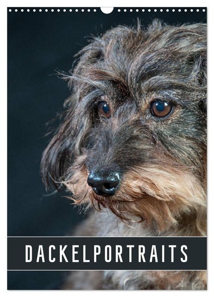 Dackelportraits (Wandkalender 2026 DIN A3 hoch) CALVENDO Monatskalender