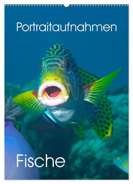 Portraitaufnahmen - Fische (Wandkalender 2026 DIN A2 hoch) CALVENDO Monatskalender
