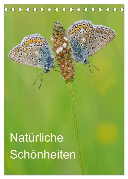 InsektenSchönheiten der Natur (Tischkalender 2026 DIN A5 hoch) CALVENDO Monatskalender