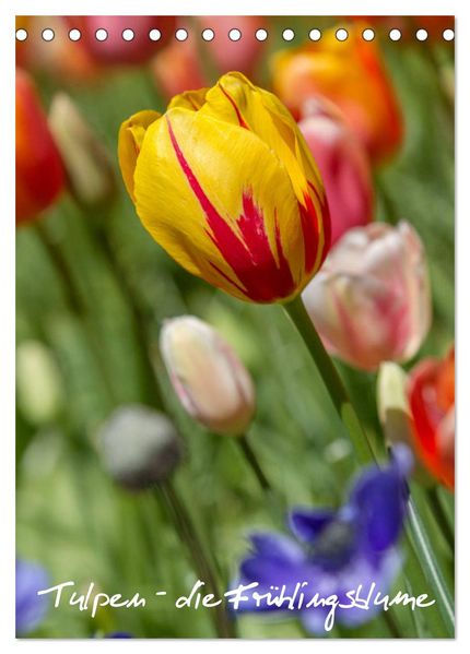 Tulpen - die Frühlingsblume (Tischkalender 2026 DIN A5 hoch) CALVENDO Monatskalender