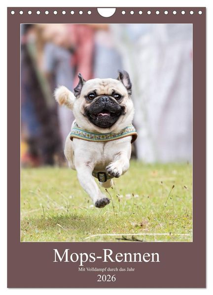 Mops-Rennen (Wandkalender 2026 DIN A4 hoch) CALVENDO Monatskalender