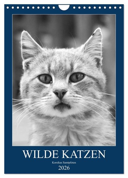 Wilde Katzen - Korsikas Samtpfoten (Wandkalender 2026 DIN A4 hoch) CALVENDO Monatskalender