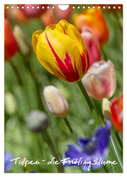 Tulpen - die Frühlingsblume (Wandkalender 2026 DIN A4 hoch) CALVENDO Monatskalender