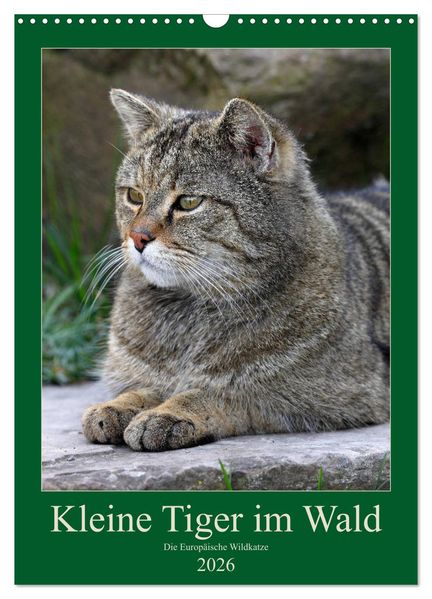 Kleine Tiger im Wald (Wandkalender 2026 DIN A3 hoch) CALVENDO Monatskalender