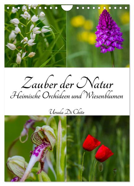 Zauber der Natur - Heimische Orchideen und Wiesenblumen (Wandkalender 2026 DIN A4 hoch) CALVENDO Monatskalender