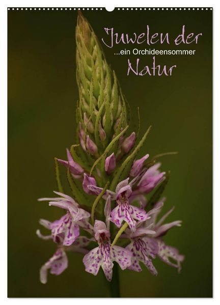 Juwelen der Natur - Ein Orchideensommer (Wandkalender 2026 DIN A2 hoch) CALVENDO Monatskalender