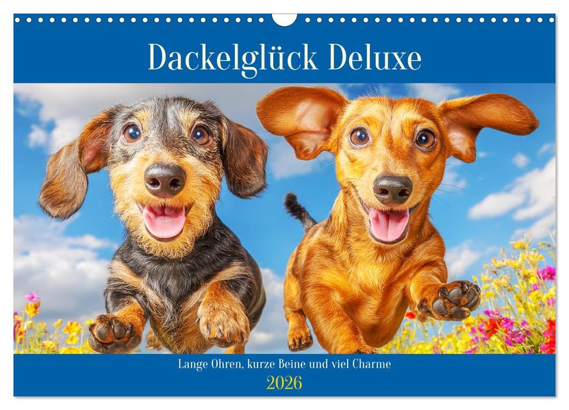 Dackelglück Deluxe. Lange Ohren kurze Beine und viel Charme (Wandkalender 2026 DIN A3 quer) CALVENDO Monatskalender