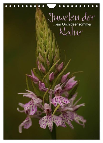 Juwelen der Natur - Ein Orchideensommer (Wandkalender 2026 DIN A4 hoch) CALVENDO Monatskalender