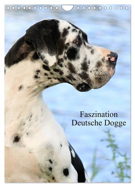 Faszination Deutsche Dogge (Wandkalender 2026 DIN A4 hoch) CALVENDO Monatskalender