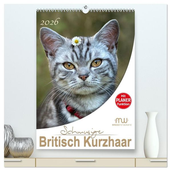 Schmusige Britisch Kurzhaar (hochwertiger Premium Wandkalender 2026 DIN A2 hoch) Kunstdruck in Hochglanz
