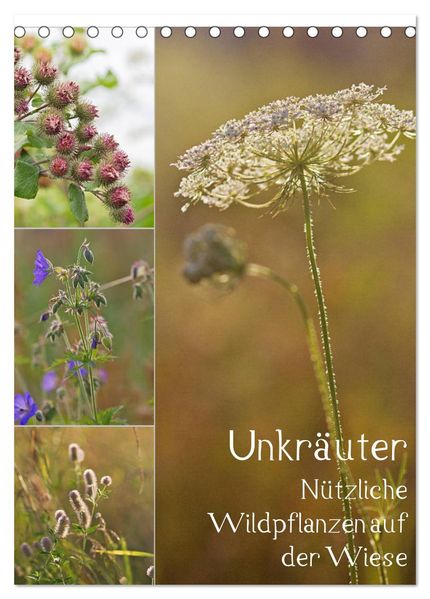Unkräuter - Nützliche Wildpflanzen auf der Wiese (Tischkalender 2026 DIN A5 hoch) CALVENDO Monatskalender