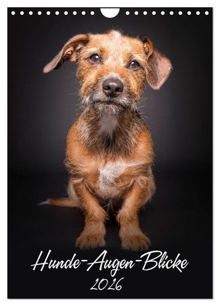 Hunde-Augen-Blicke (Wandkalender 2026 DIN A4 hoch) CALVENDO Monatskalender