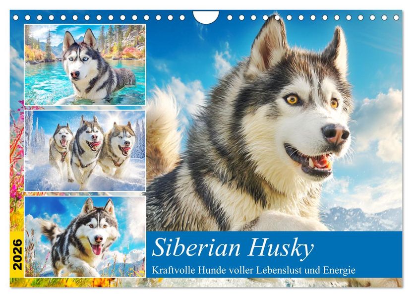 Siberian Husky. Kraftvolle Hunde voller Lebenslust und Energie (Wandkalender 2026 DIN A4 quer) CALVENDO Monatskalender