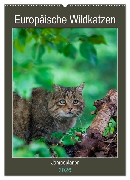 Europäische Wildkatzen - Jahresplaner (Wandkalender 2026 DIN A2 hoch) CALVENDO Monatskalender