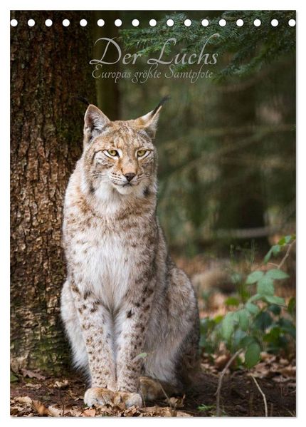 Der Luchs - Europas größte Samtpfote (Tischkalender 2026 DIN A5 hoch) CALVENDO Monatskalender