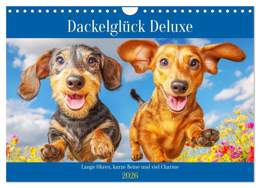 Dackelglück Deluxe. Lange Ohren kurze Beine und viel Charme (Wandkalender 2026 DIN A4 quer) CALVENDO Monatskalender