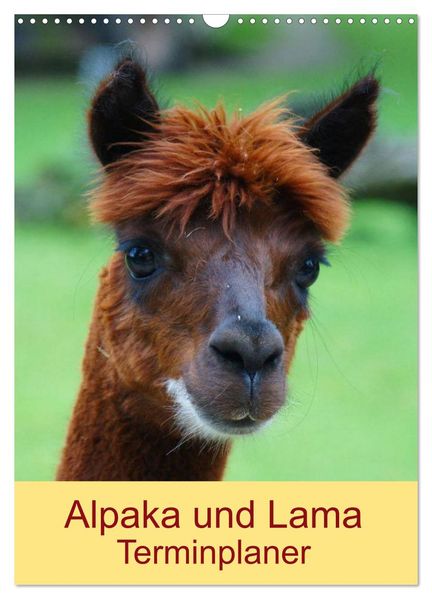 Alpaka und Lama Terminplaner (Wandkalender 2026 DIN A3 hoch) CALVENDO Monatskalender