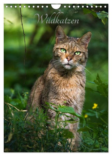 Wildkatzen - scheue Jäger (Wandkalender 2026 DIN A4 hoch) CALVENDO Monatskalender